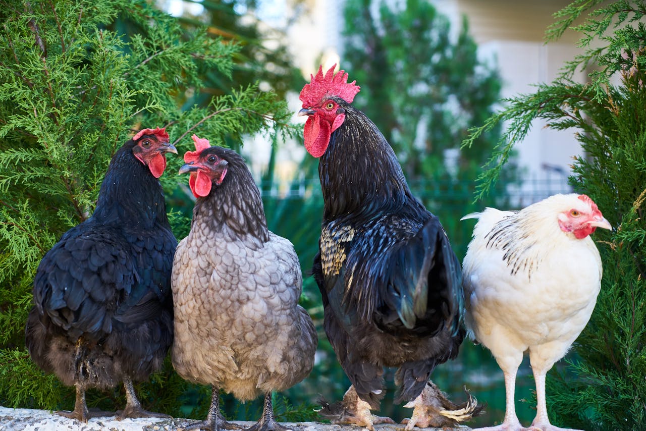 about-us Group of colorful chickens in a natural farm environment.