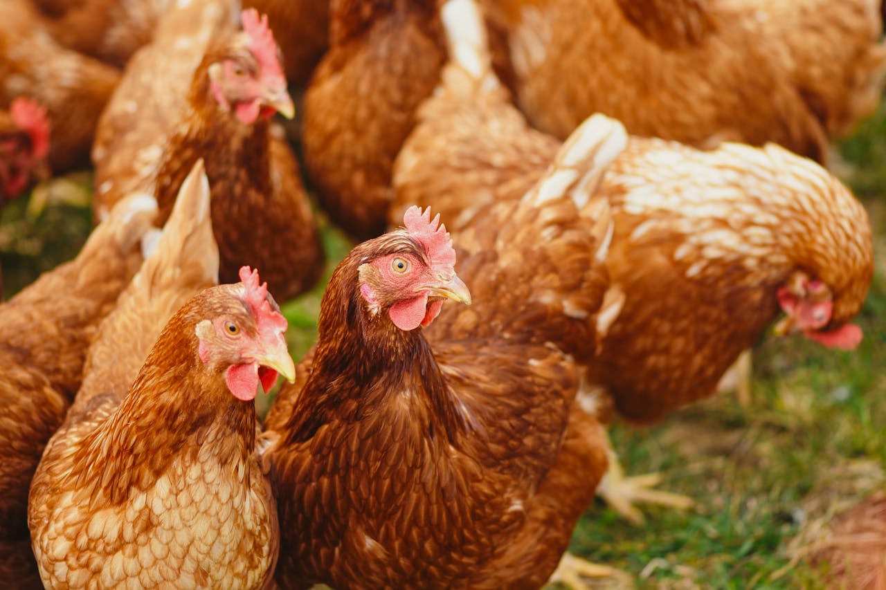 heros-img Close-up of brown chickens pecking in a sunny rural farmyard.
